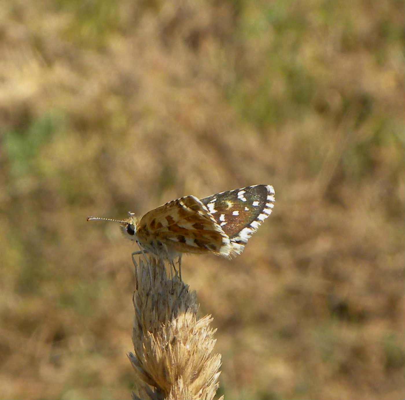 identificazione farfallina